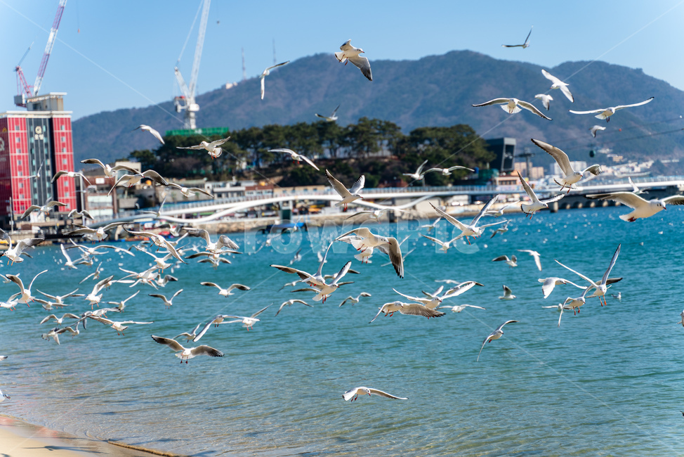 부산,갈매기,풍경,새,동물,동물,animal,조류,새,birds