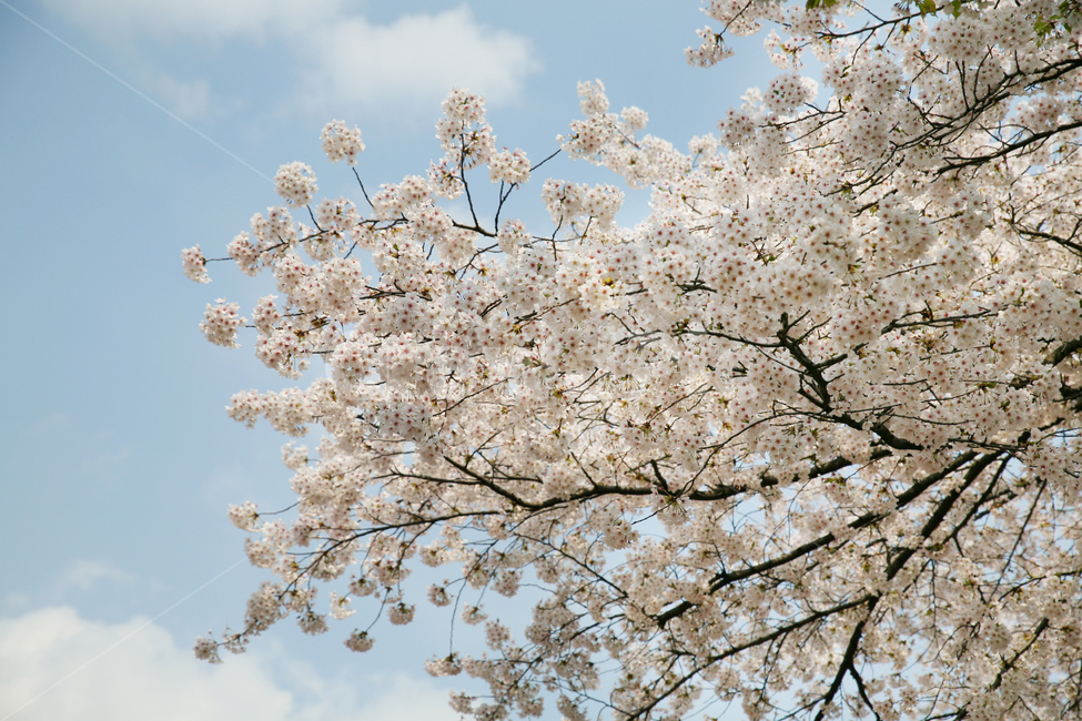 벚꽃,봄,하늘,나무,구름,맑은,봄,계절,spring,season,식물,자연,plants,nature,꽃,flower,plant,blossom