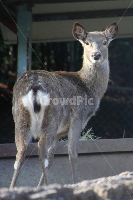 사슴,동물,포유류,동물원,deer,동물,animal,포유류,mammal