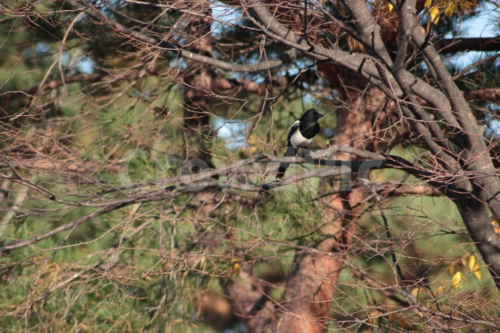까치,새,동물,조류,나무,식물,magpie,한마리,동물,animal,조류,새,birds