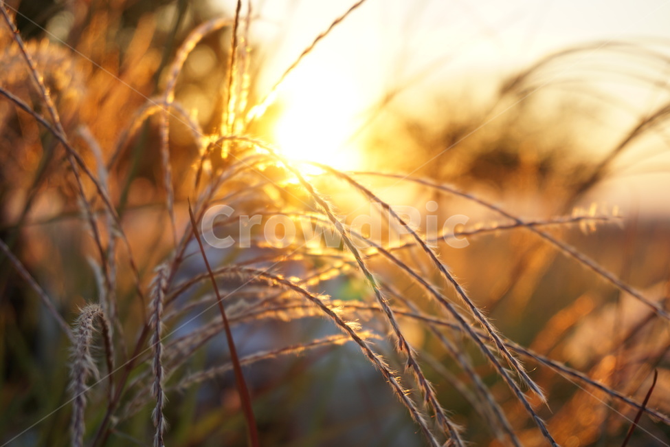 억새,노을,하늘공원,역광,자연,감성,빛,가을,계절,fall,autumn,season,grass,잔디,plant,식물