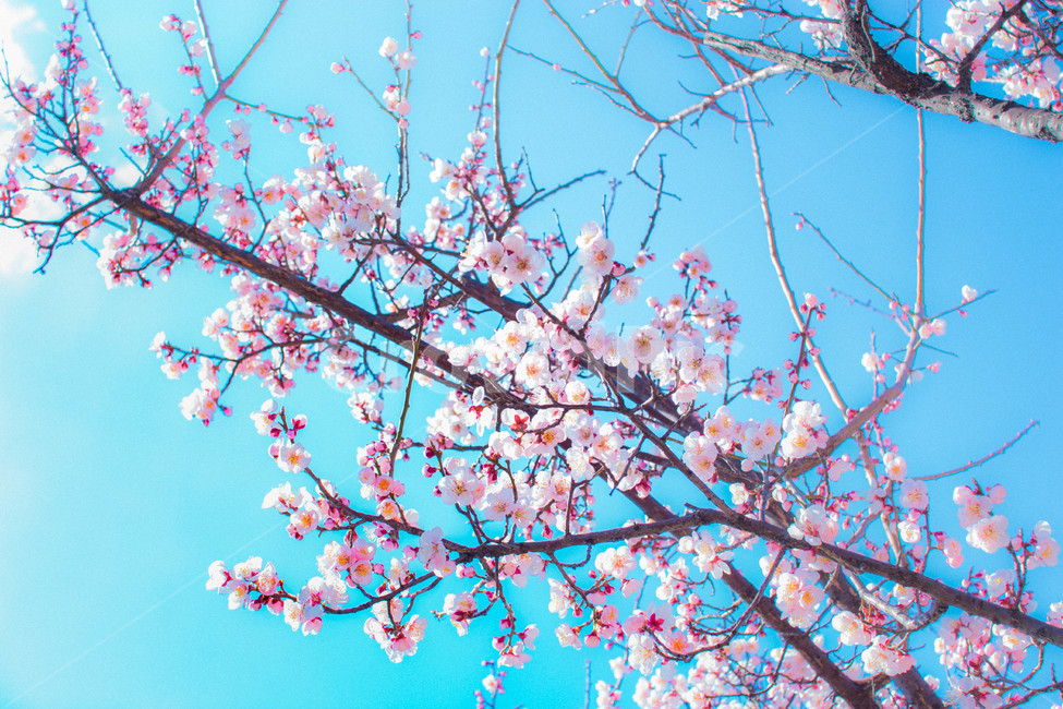 벚꽃,매화,봄,flower,감성,cherryblossom,식물,꽃,봄,계절,spring,season,plant,blossom