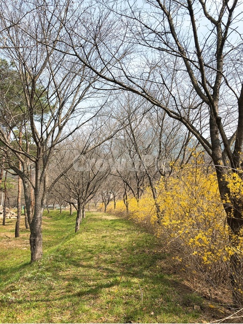 노란꽃,노란길,식물,꽃,꽃놀이,꽃길