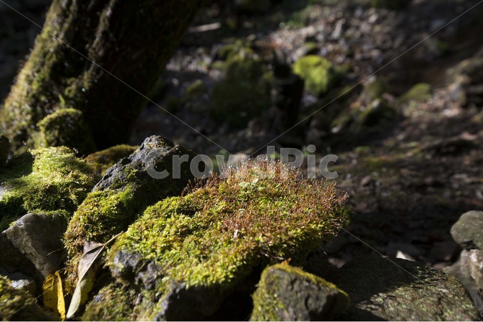 이끼,습지,솔이끼,천연이끼,moss,자연이끼,돌이끼,자연,풍경,nature,landscape,plant,식물