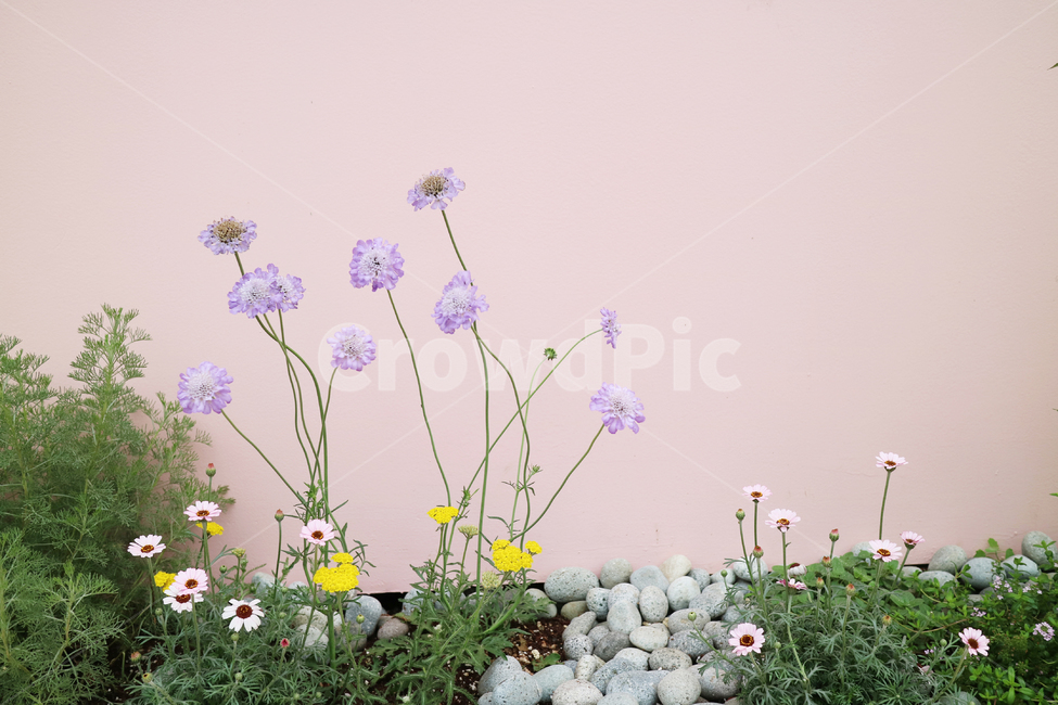 꽃,꽃밭,봄,정원,식물,자연,꽃송이,컬러풀,분홍벽,식물,자연,plants,nature,꽃,flower