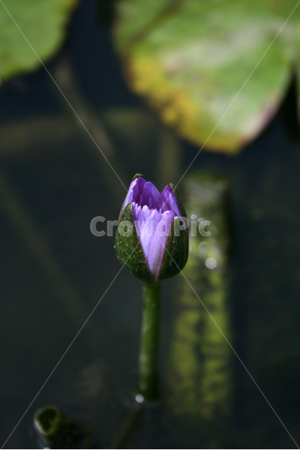 수련,식물,flower,plants,nature,꽃,수생식물,연못,식물,자연,plants,nature,꽃,flower