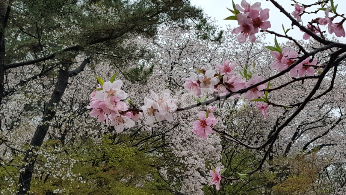 우중,rain,flower,꽃,꽃나무,흰색,분홍생,봄꽃,springflower,식물,자연,plants,nature,꽃,flower