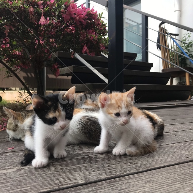 고양이,고양이가족,아기고양이,엄마고양이,길고양이,야생고양이