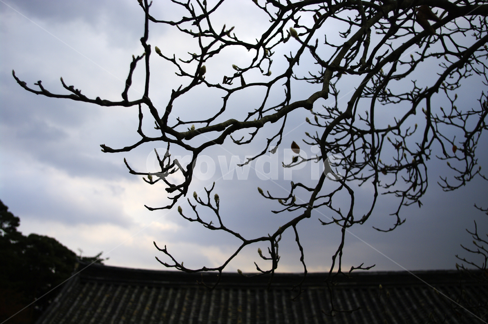식물,plant,나무,하늘,구름,기와지붕,식물,자연,plants,nature