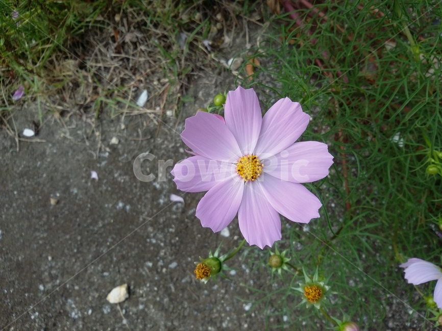 plant,식물,flower,꽃,코스모스,자연,식물,자연,plants,nature,꽃,flower