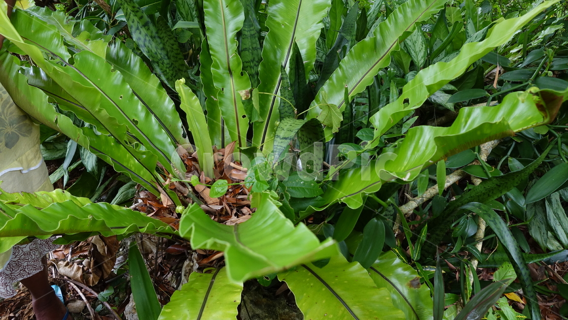 green,초록,plant,식물,자연,nature