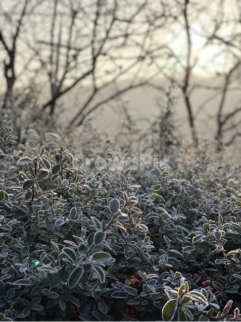 nature,자연,ice,빙,outdoors,snow,눈,frost,서리,눈꽃,식물,자연,plants,nature
