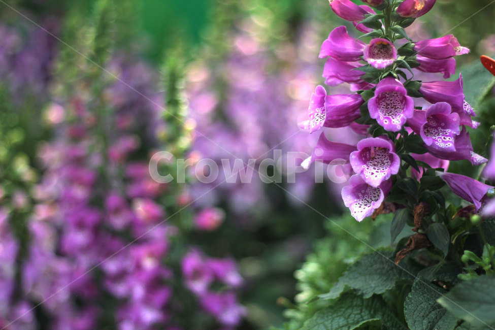 디기탈리스,꽃,보라색,원예,꽃밭,식물,nature,flower,plants,색상,색감,색채,나무,가지,잎,싱그러운,야생화,빛,꽃나무,나뭇잎,자연,보라색꽃
