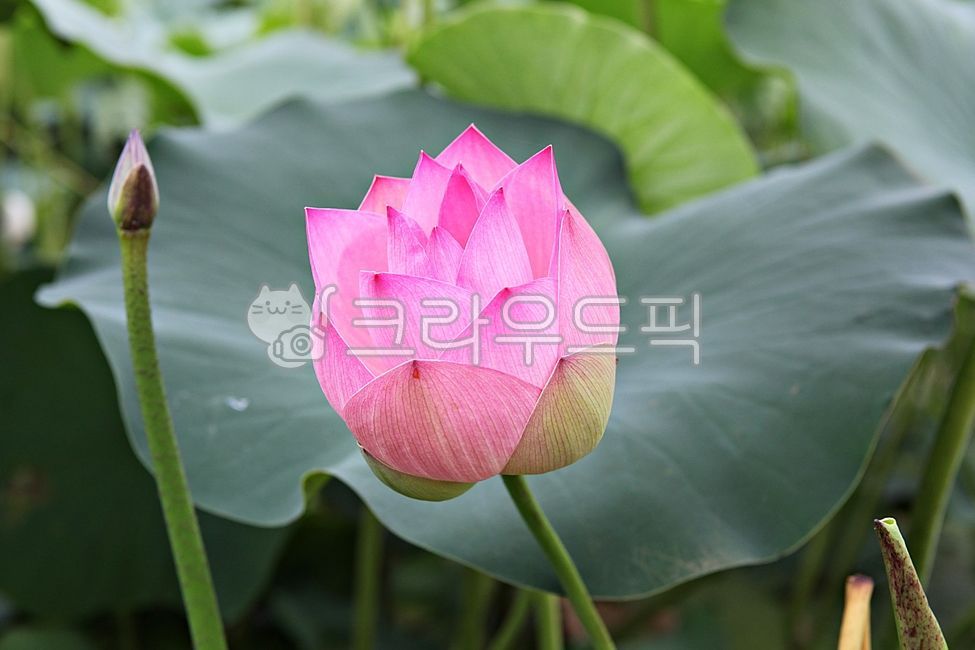 연꽃테마파크,연꽃,꽃,연잎,잎,수생식물,식물,자연,공원,개화,야외