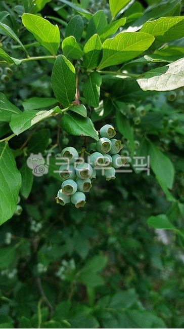 Mountain cherry tree,berry,green,blueberry,fruit,leaf,food,unripe,Rhododendron,Blueberries