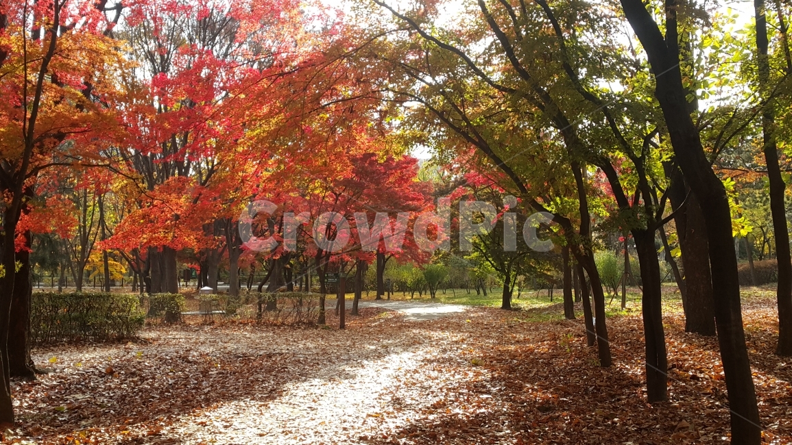 가을,단풍,숲,길,공원,가을,계절,fall,autumn,season,자연,풍경,nature,landscape,한국자연풍경,한국자연경관,korea nature landscape,식물,plants,나무,trees,wood,plant,tree,maple,leaf,잎