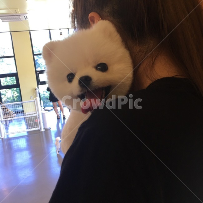 강아지,dog,pet,애완견,포메라니안,포메,화이트포메라니안,화이트포메,동물,animal,포유류,mammal,개,강아지,dog,doggy