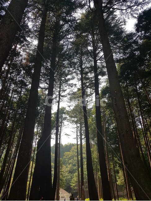 tree,나무,식물,초목,plant