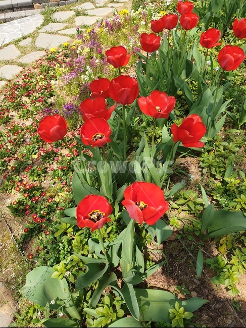 꽃,flower,들꽃,예쁜꽃,예쁜