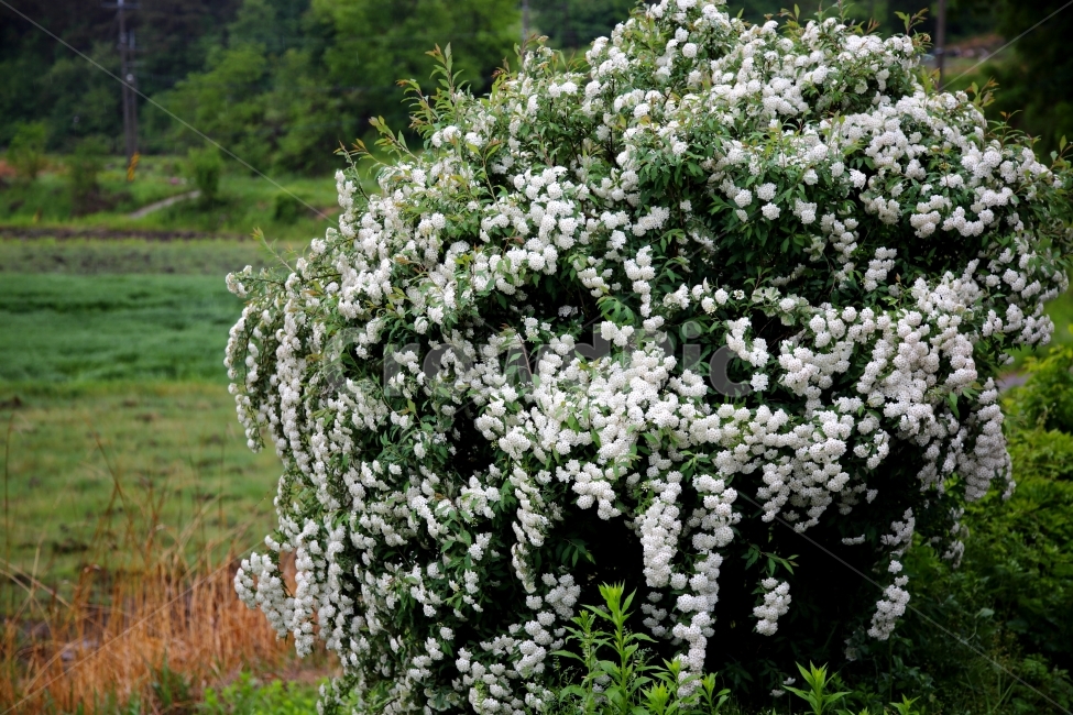 봄꽃,자연,풍경,식물,꽃,식물,자연,plants,nature,꽃,flower