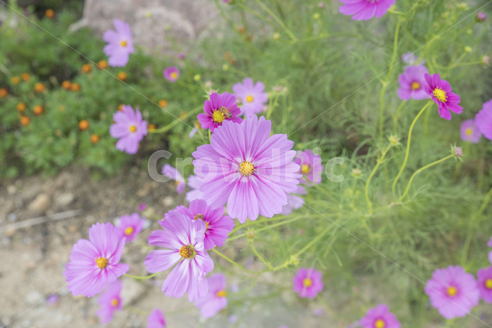 꽃,가을꽃,코스모스,꽃사진,하늘하늘,가을,계절,fall,autumn,season,식물,자연,plants,nature,꽃,flower,blossom,geranium,제라늄,plant