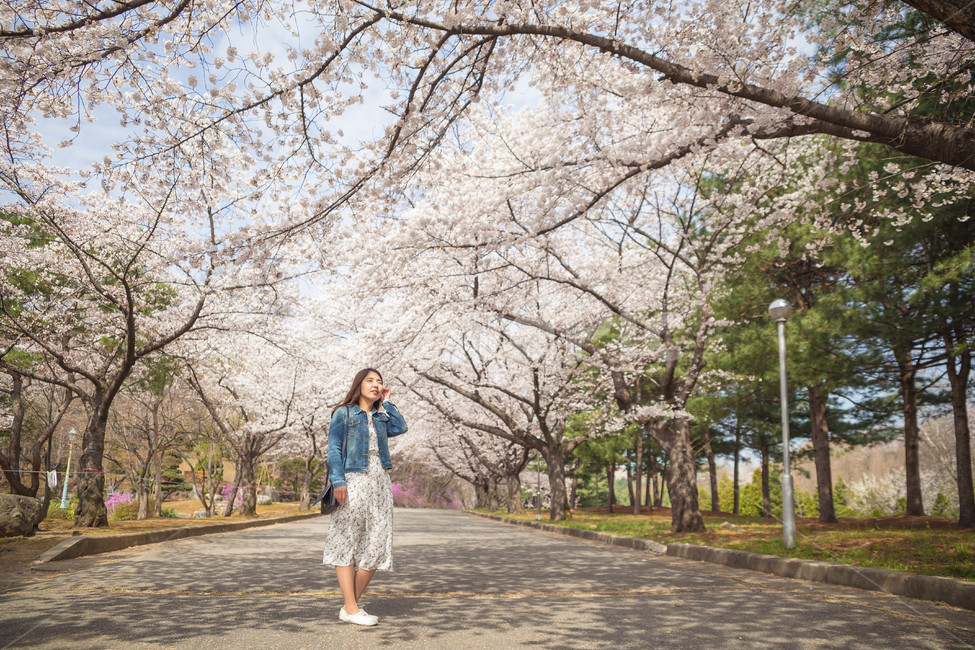 여자,벚꽃,flower,girl,woman,cheeryblossom,portrait,봄,계절,spring,season,사람,인물,인간,human,person,여성,여자,woman,female,lady