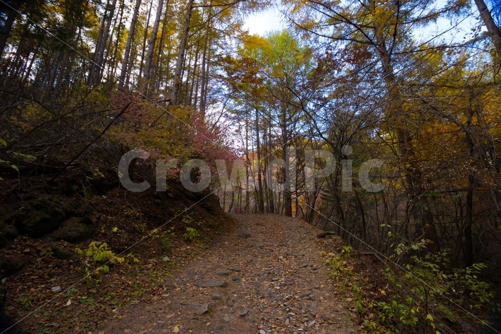 숲길,산,나무,하늘,단풍,가을,계절,fall,autumn,season,자연,풍경,nature,landscape,식물,plants,나무,trees,wood,ground,바닥,gravel,자갈,dirt road,흙길,road,도로,tree,plant