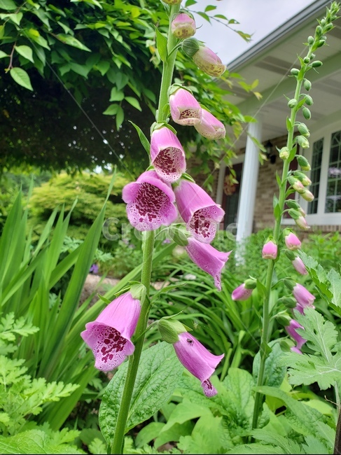 꽃,초롱꽃,flower,plant,식물,식물,자연,plants,nature,꽃,flower