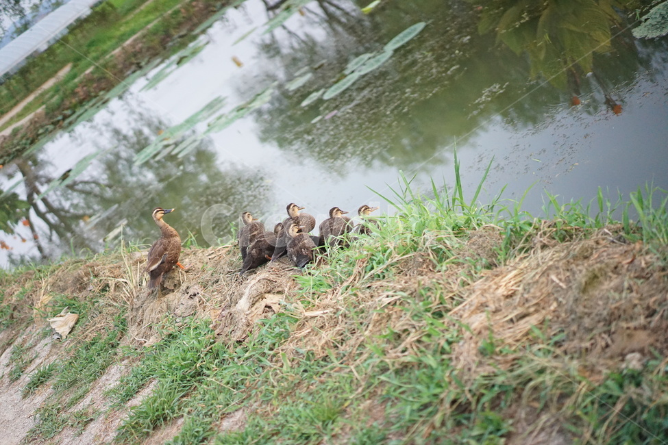 오리,아기오리,오리떼,연못,오리들,동물,animal,조류,새,birds