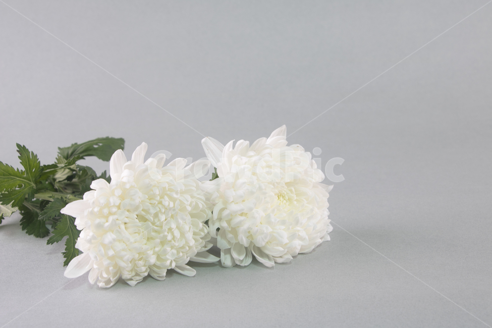 국화,꽃,식물,흰꽃,꽃잎,추모,배경,백그라운드,다울,식물,자연,plants,nature,꽃,flower