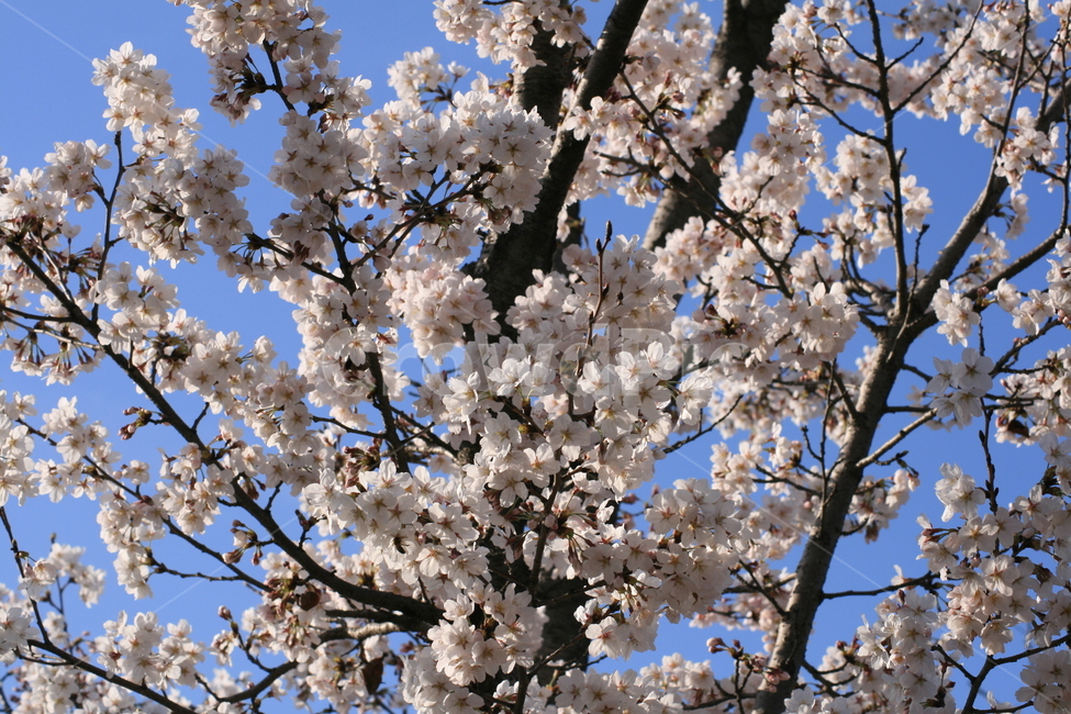 나무,벚꽃,하늘,파란색,푸른,봄,꽃잎,자연,plant,식물,flower,꽃,blossom,식물,자연,plants,nature,꽃,flower
