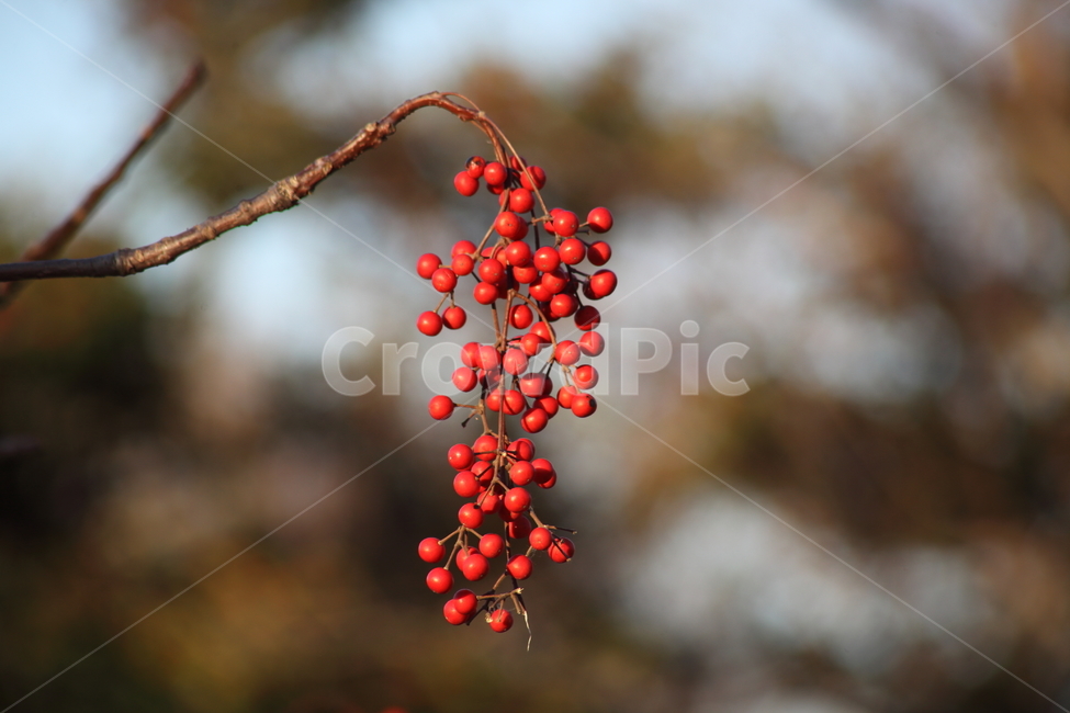 열매,종자,번식,식물,seed,식물,자연,plants,nature,과일,열매,fruit