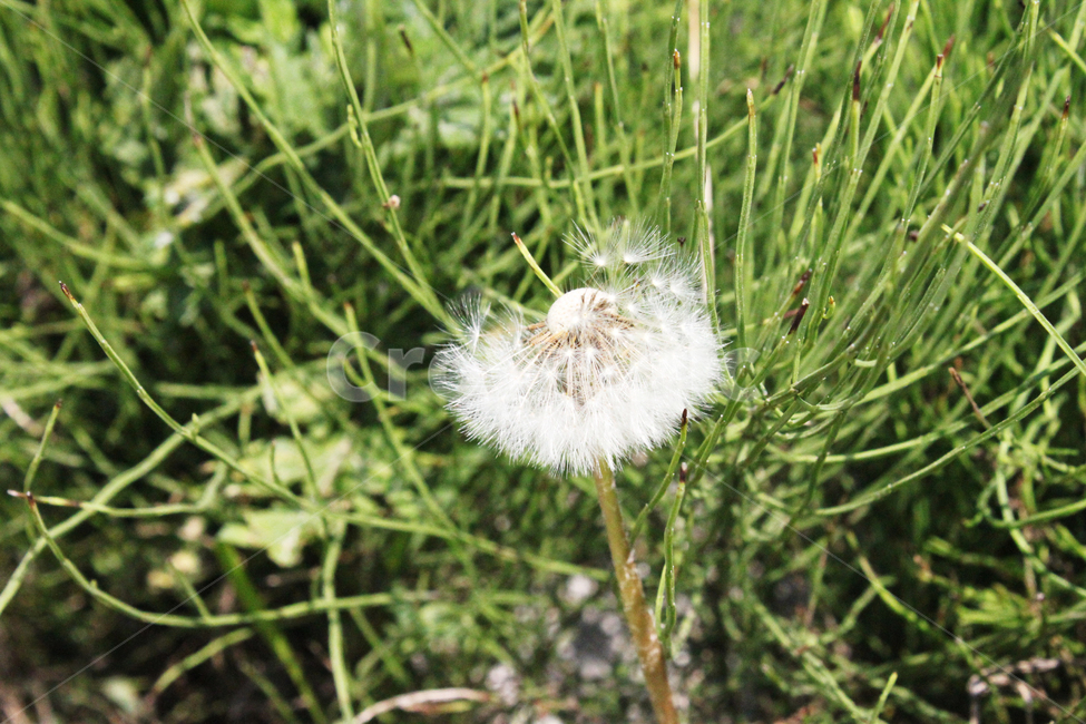 민들레홀씨,민들레,식물,풀,자연,꽃,dandelion,plant,nature