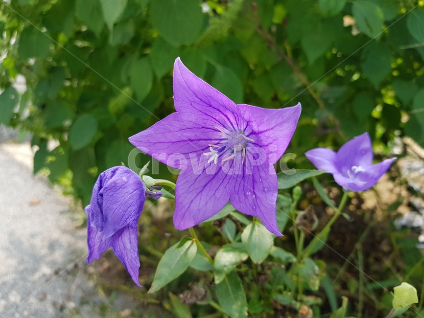 도라지꽃,꽃,여러해살이풀,식물,텃밭,식물,자연,plants,nature,꽃,flower