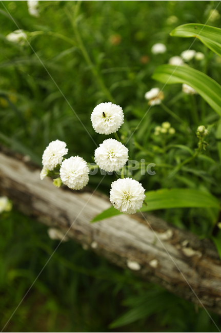 꽃,식물,flower,color,nature,자연,식물,자연,plants,nature,꽃,flower