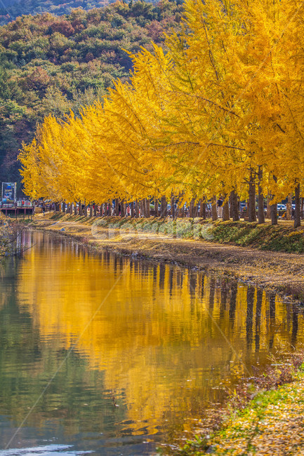 은행나무,가을,단풍,나무,호수,반영,저수지,tree,lake,가을,계절,fall,autumn,season,자연,풍경,nature,landscape