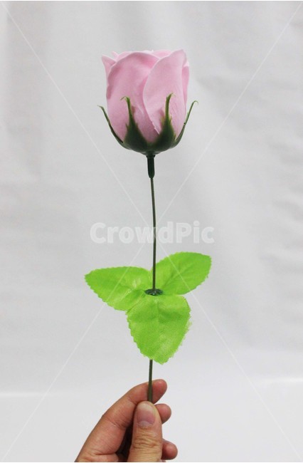 누끼,누끼사진,물건,사물,장미,장미꽃,꽃,분홍꽃,분홍색,장미잎,장식,꽃,flower,기념일,축하,anniversary,congratulation,celebrate,celebration,누끼,remove background