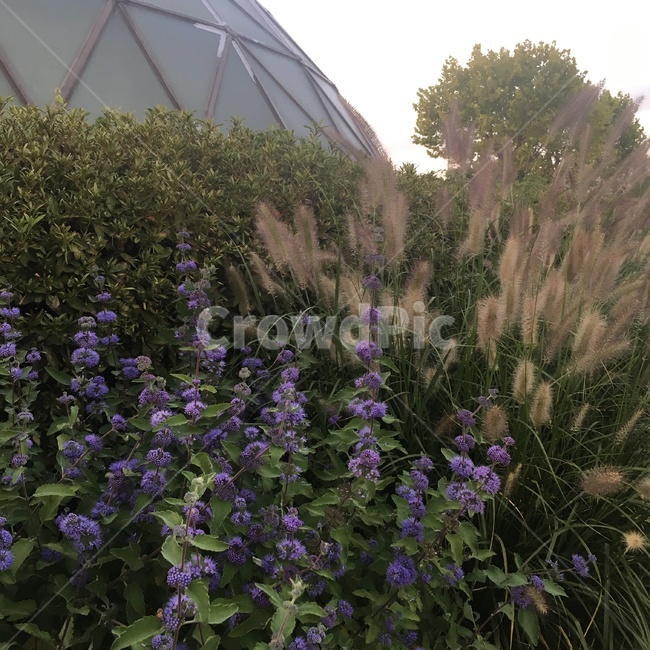 꽃,flower,갈대,정원,공원,green,park