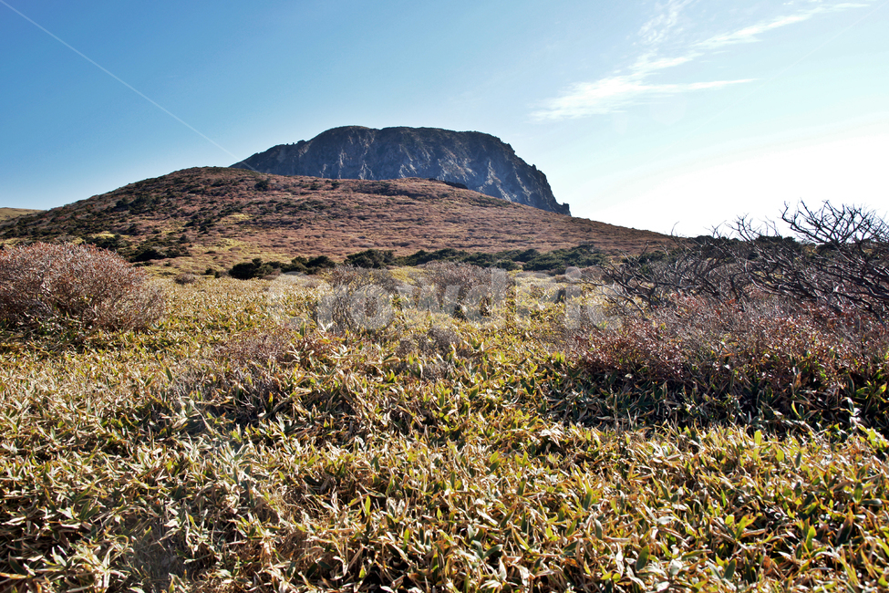 남벽,조릿대,한라산,한라산국립공원,제주도,암벽,돈내코코스,제주도,jeju,jeju island,nature,자연,outdoors,옥외
