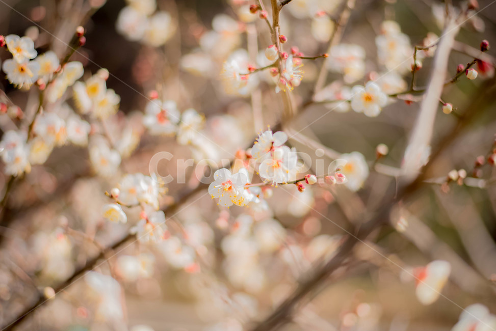 매화나무,매화꽃,백매화,식물,꽃,봄,계절,spring,season,식물,자연,plants,nature,꽃,flower,감성,sensible,feeling,plant,blossom,cherry blossom,벚꽃