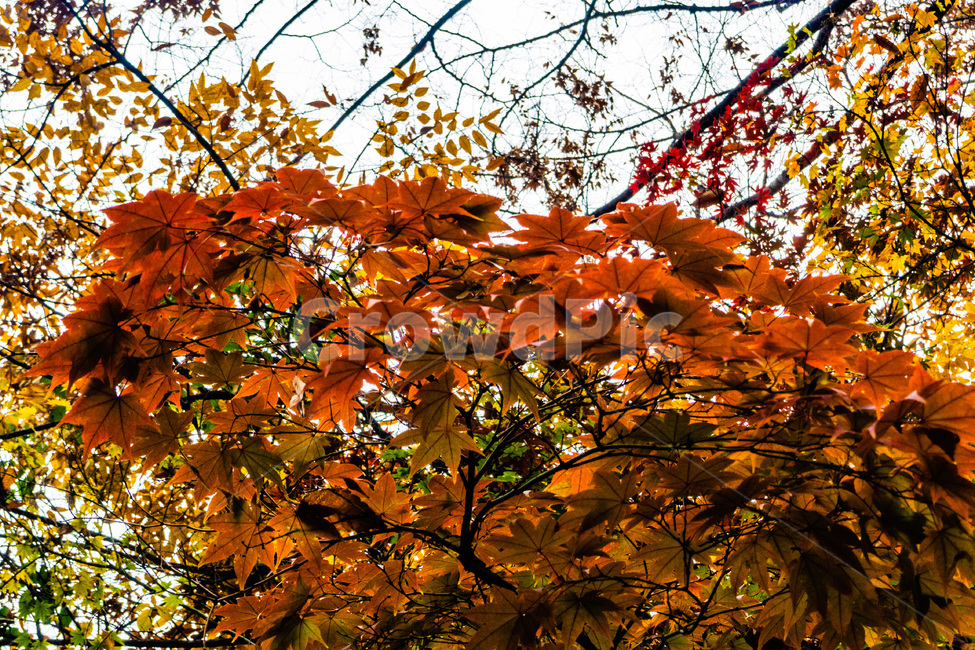 단풍,단풍나무,낙엽,foliage,가을단풍,autumnleaves,가을,계절,fall,autumn,season,leaf,잎,plant,식물,tree,나무,maple