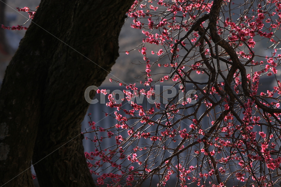 전남,구례,화엄사,흑매,매화꽃,사찰,각황전,4월,꽃,빛,봄,계절,spring,season,식물,자연,plants,nature,꽃,flower,나무,trees,wood