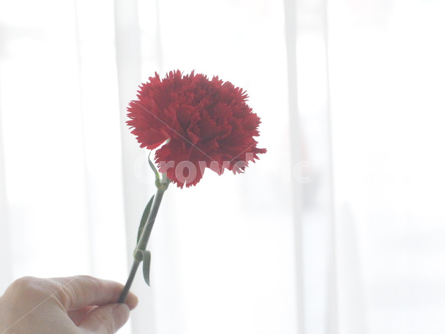 카네이션,어버이날,빨간꽃,꽃,carnation,red,flower