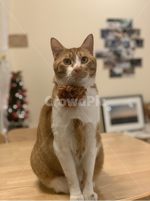 고양이,코숏,cat,animal,동물,pet