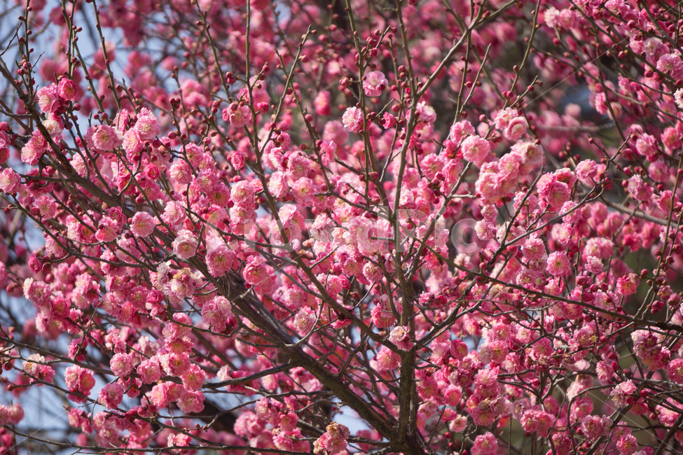홈매화,봄날,봉은사,감성사진,스냅,봄,계절,springseason,식물,자연,plants,nature,꽃,flower,봄,계절,spring,season,식물,자연,plants,nature,꽃,flower,plant,blossom
