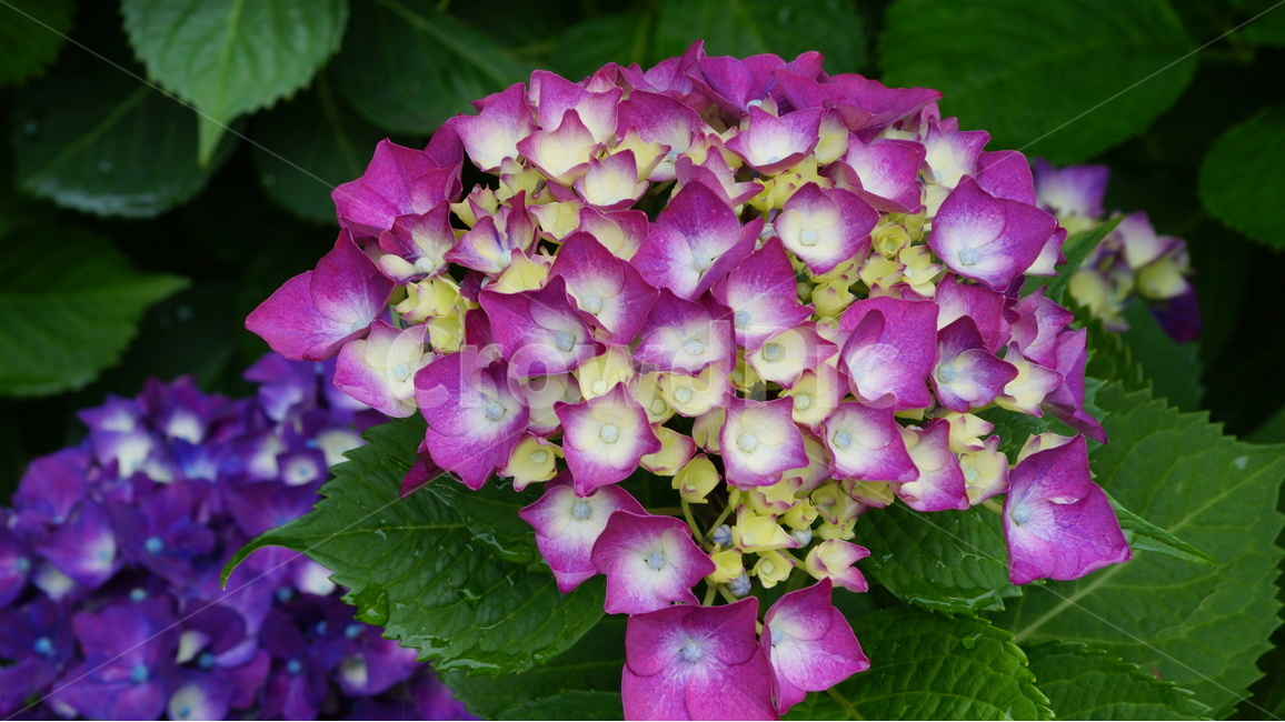수국,꽃,꽃사진,식물,자연,식물,자연,plants,nature,꽃,flower