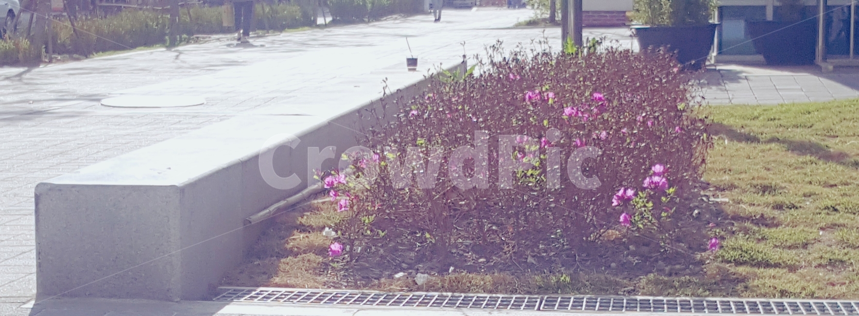 꽃,거리,벤치,산책로,봄,낮,봄,계절,spring,season,식물,자연,plants,nature,꽃,flower