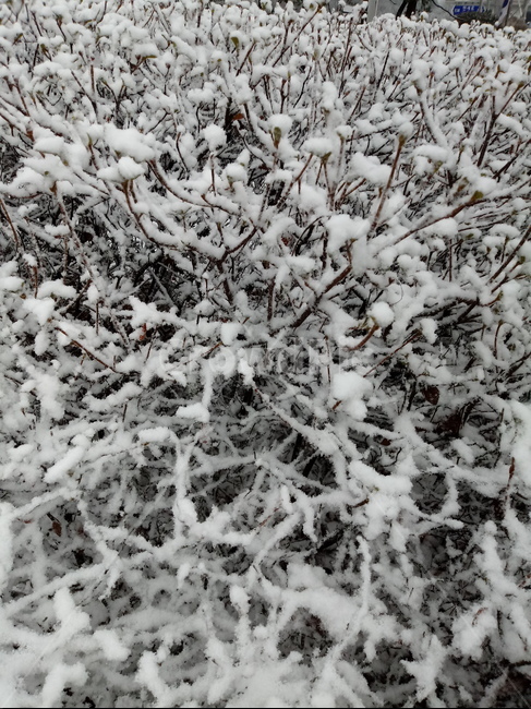 눈,설경,나무,나무가지,snow,하얀눈,자연,옥외,nature,winter,겨울,겨울,계절,winter,season