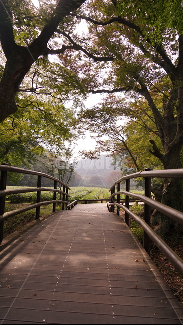 다리,숲길,산책,산책로,풀숲,봄,여름,자연,풍경,nature,landscape