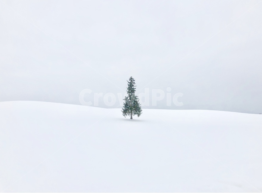 Biei,Snow,Winter,Japan,Christmas Tree,Tree,Hokkaido